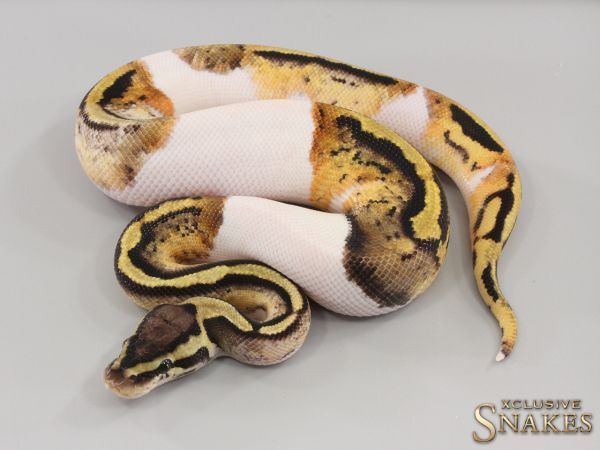 1.0 Pastel Piebald 50% het Axanthic 2023