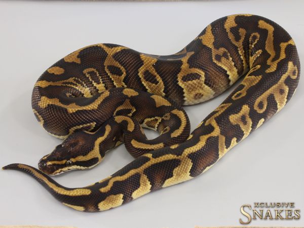 1.0 Enchi Leopard Trick double het Desert Ghost Clown 2023