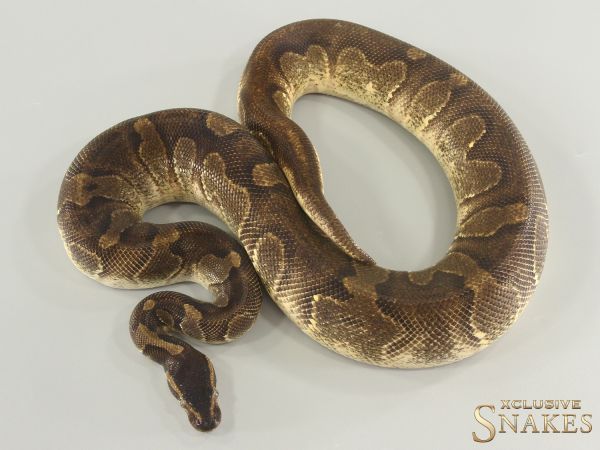 1.0 Enchi Black Head het Dreamsicle 2021