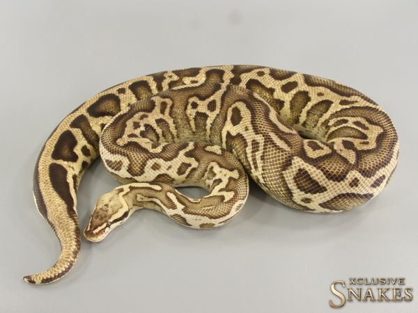 0.1 Firefly Leopard Trick het Clown 2017