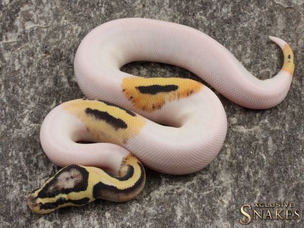 1.0 Pastel Desert Ghost Piebald 2021