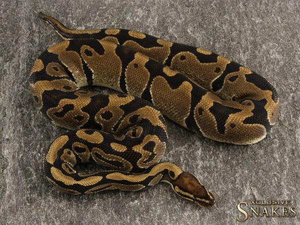 1.0 Triple het Lavender Clown Piebald 2017 (1180@02/21)