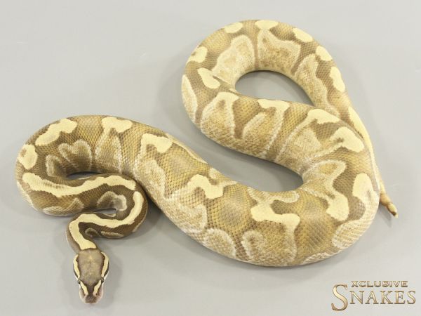 1.0 Enchi Vanilla GHI Desert Ghost het Piebald 2024