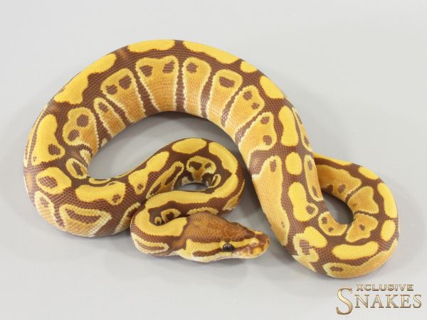 0.1 Gravel Ultramel het Clown 2026