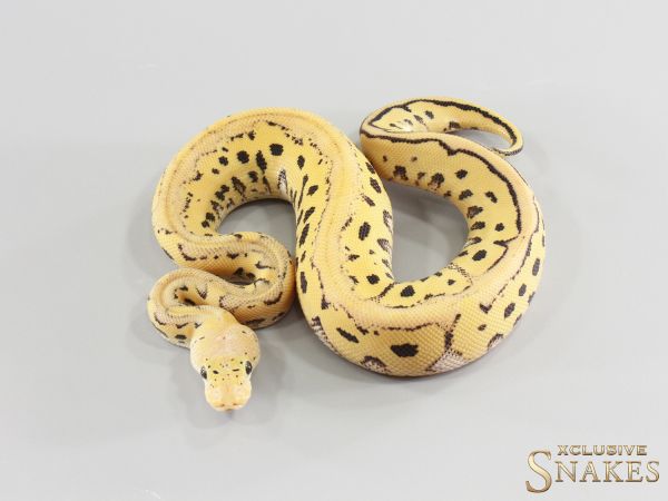 1.0 Pastel Red Stripe Desert Ghost Clown het TSK Axanthic 2026