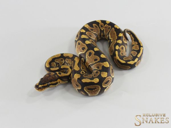 1.0 Quad het Hypo Desert Ghost Monsoon Clown 2026