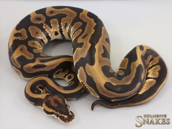 0.1 Leopard double het Desert Ghost Clown 2023