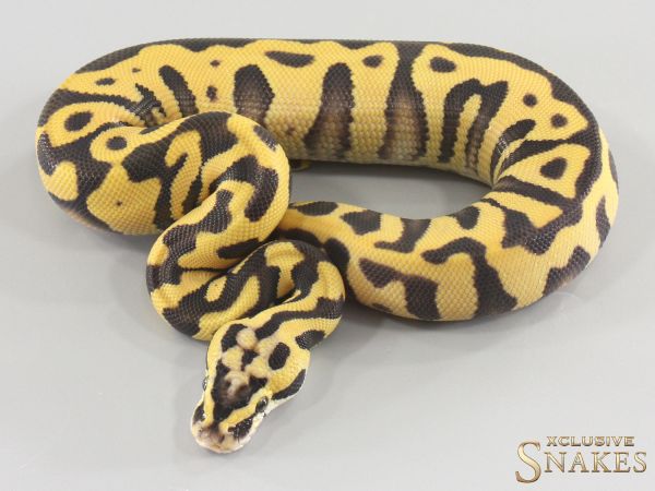 1.0 Pastel Enchi Leopard Desert Ghost het Clown 2026