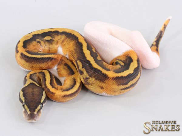 0.1 GHI Piebald double het Lavender Clown 2023