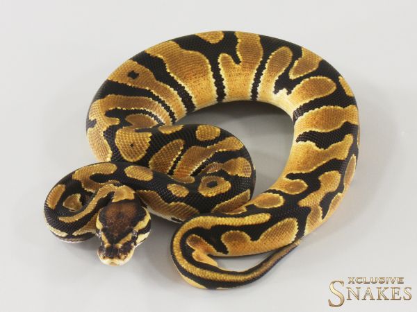 0.1 Orange Dream triple het Hypo Desert Ghost Piebald 2025