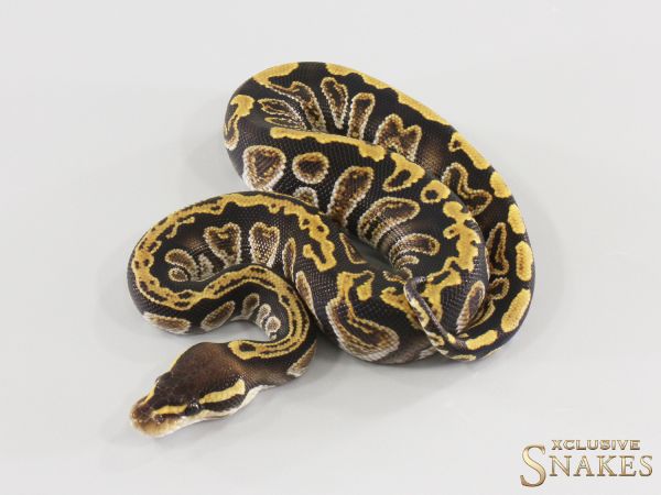 1.0 Cypress GHI double het Ultramel Clown 2026