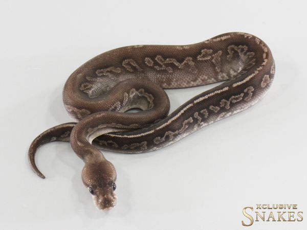 0.1 Het Red Axanthic Black Pastel Chocolate double het Hypo Clown 2026