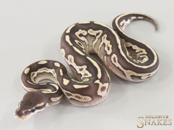 1.0 Black Pastel Mojave Desert Ghost 2025