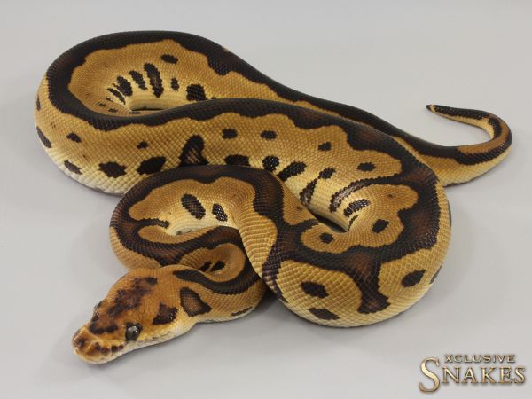 0.1 Leopard Clown double het Lavender Piebald 2023