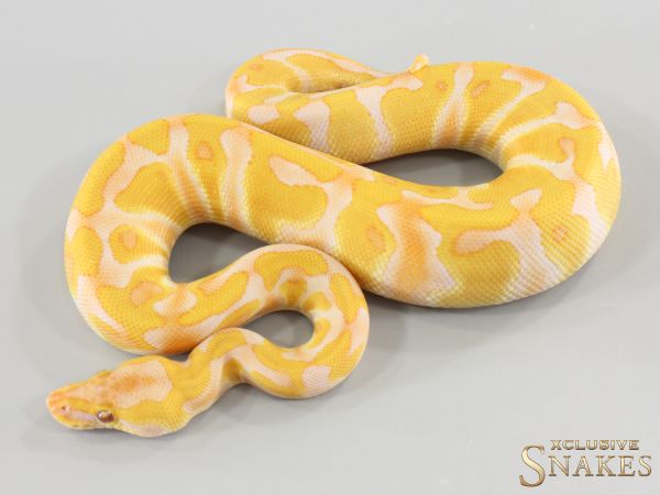 0.1 Enchi Lavender Albino het Clown 2026
