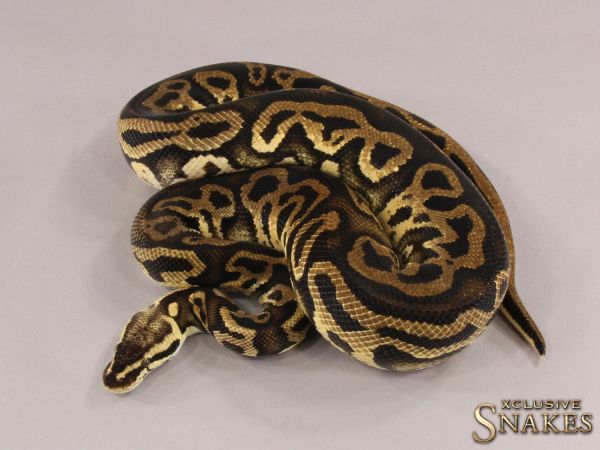 1.0 Pastel Gravel Leopard het Clown 2019