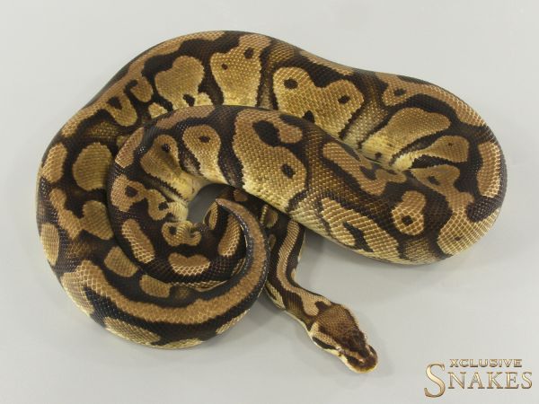 0.1 Pastel triple het Desert Ghost Clown Piebald 2019