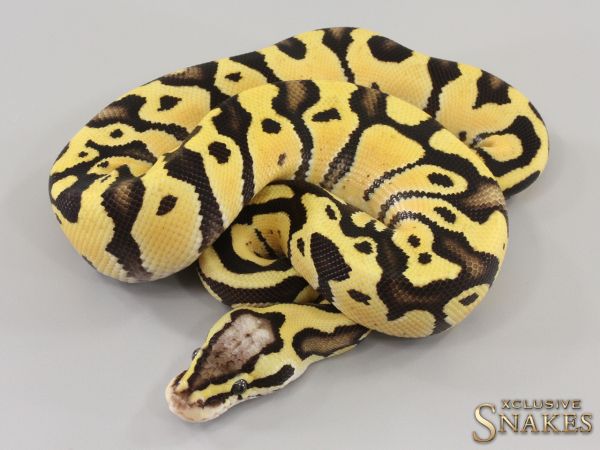 0.1 Firefly double het Hypo Clown 2023