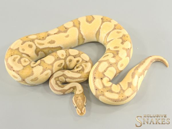 1.0 Coral Glow double het Sunset Clown 2023 (FMaker)