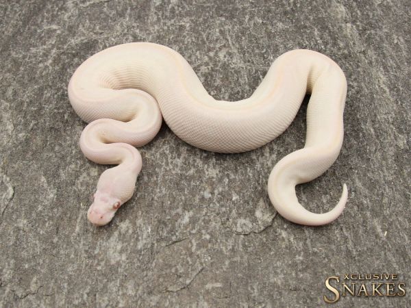 0.1 Black Head Phantom Albino 2018 *** World First