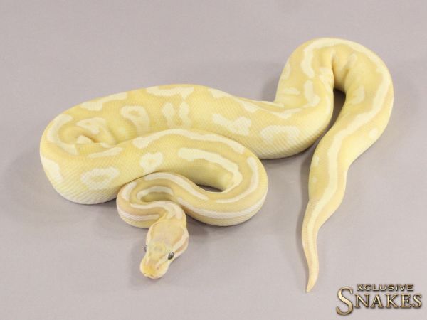 0.1 Banana Fire Pastel Mojave het Piebald 2021 (790g @10/2023)