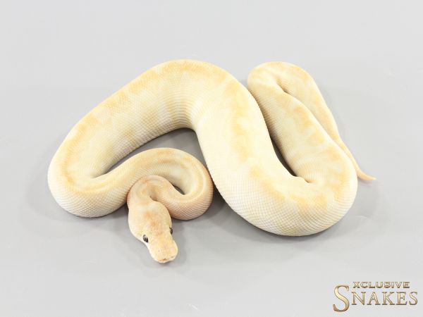 0.1 Super Special Enchi double het Desert Ghost Clown 2026