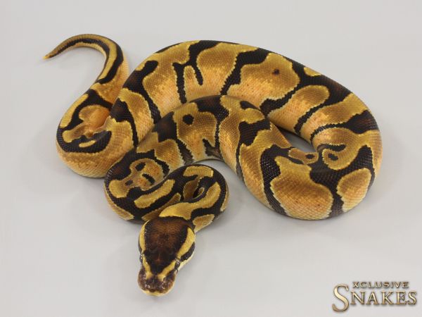 0.1 Enchi het Piebald 2023