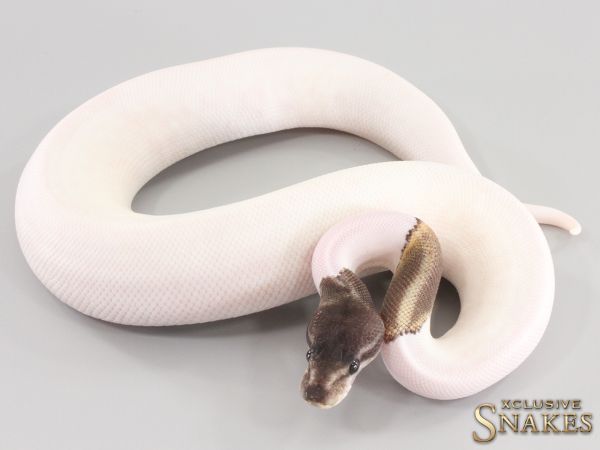 0.1 GHI Mojave Piebald het Desert Ghost 2023