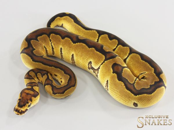 1.0 Enchi Clown double het Hypo Desert Ghost 2026