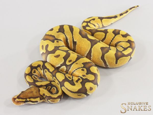 1.0 Enchi Hypo double het Desert Ghost Clown 2026