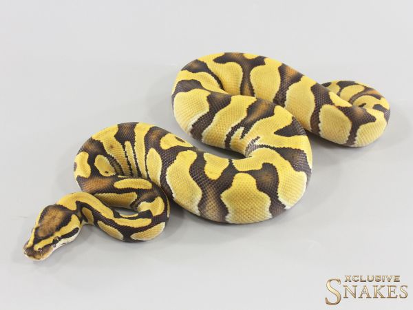 1.0 Enchi Desert Ghost double het Hypo Clown 2026