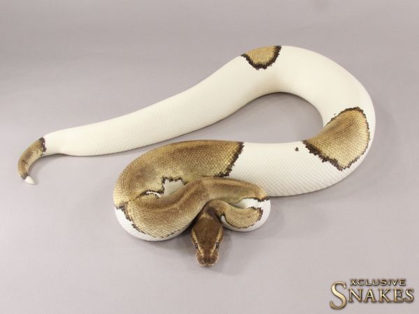 0.1 Mojave Piebald 2015