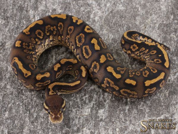 1.0 Black Pastel Yellow Belly/Gravel het Piebald 50% het Clown 2021