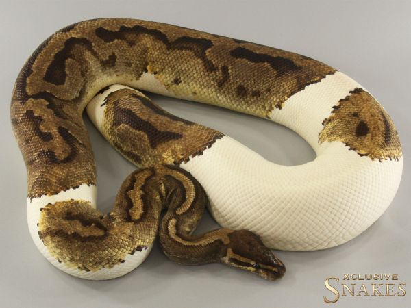 0.1 Piebald 2009