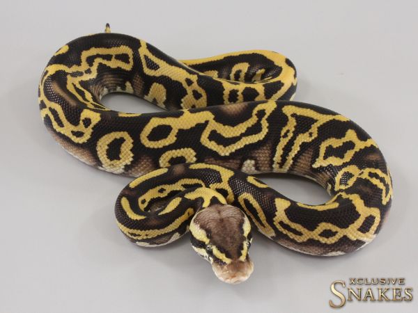 1.0 Pastel Mystic Leopard double het Hypo Clown 50% het Desert Ghost 2023