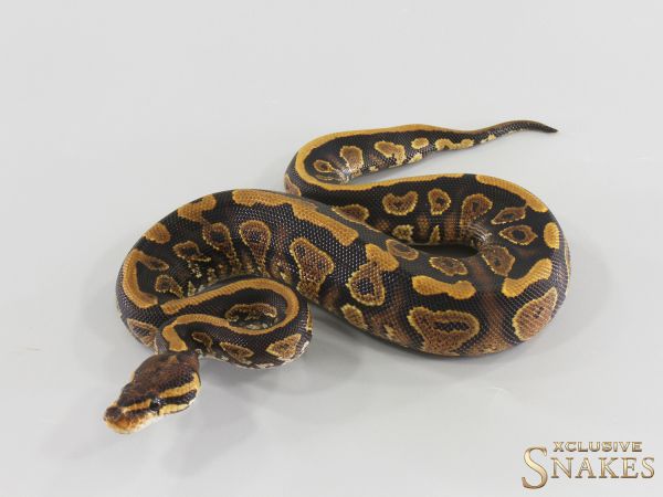 0.1 Gravel double het Ultramel Clown 2026