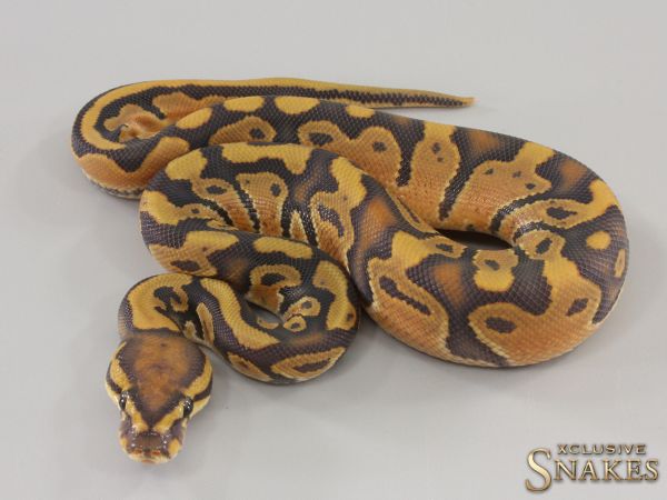 1.0 Orange Dream Hypo het Piebald 2023