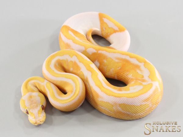0.1 (Red Stripe) Lavender Piebald het Clown 2026
