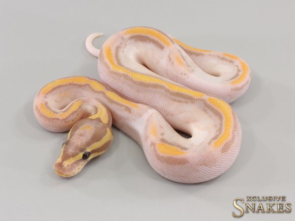 0.1 Banana Orange Dream Yellow Belly Piebald 50% het Axanthic 2023