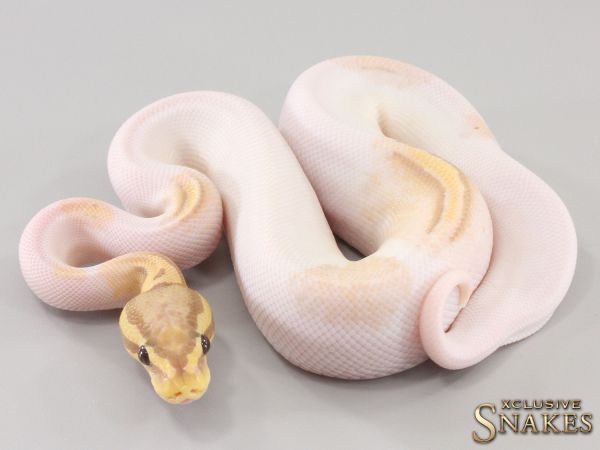 1.0 Pastel Banana pos Yellow Belly Orange Dream Piebald 50% het Axanthic 2023