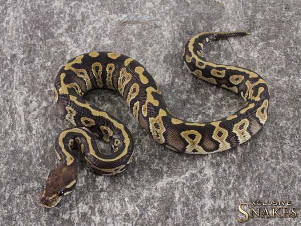 1.0 Mojave Confusion 50% het Piebald 2021