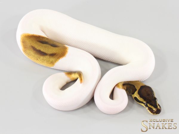 1.0 Enchi Piebald het Desert Ghost 2026