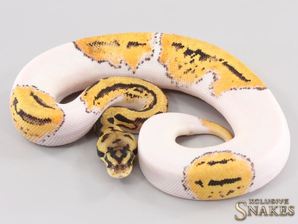 0.1 Orange Dream Pastel Yellow Belly Leopard Piebald het Clown 2023