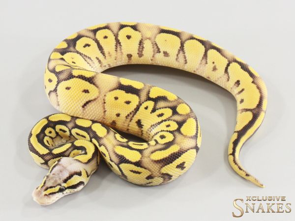 1.0 Pastel Enchi Bongo Desert Ghost 2026