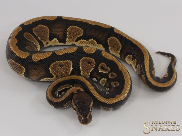 1.0 Copper triple het Desert Ghost Clown Piebald 2023