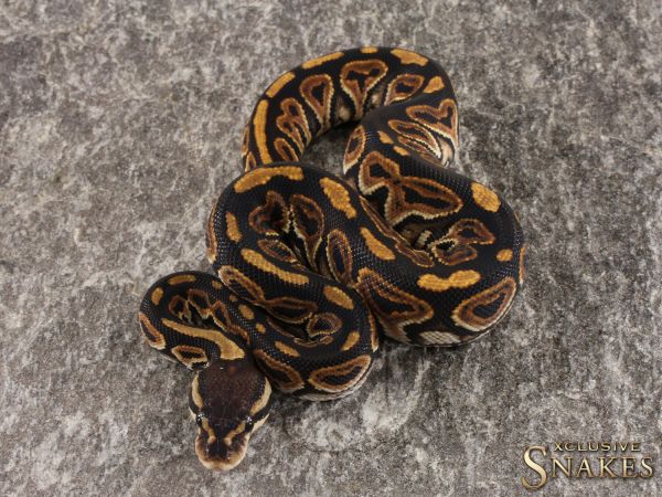 0.1 Black Pastel pos YellowBelly/Gravel het Clown 2022