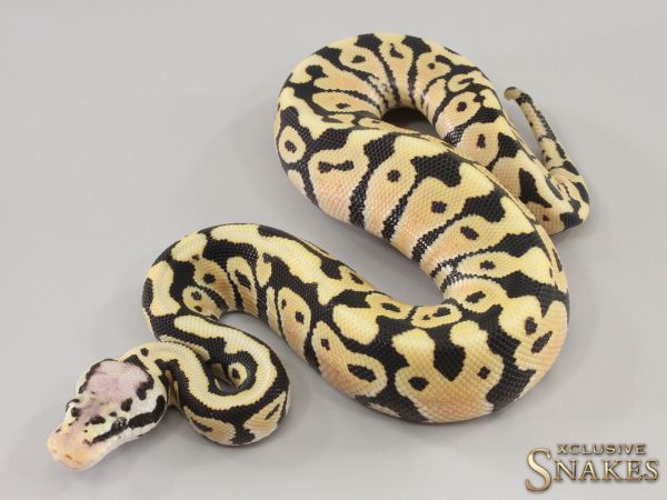 1.0 Pastel Spotnose Desert Ghost het Clown 2023