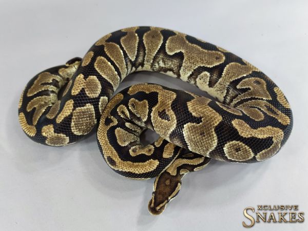 0.1 Yellow Belly het Clown 2012 (2800g, Follicle 13mm @01/2023)