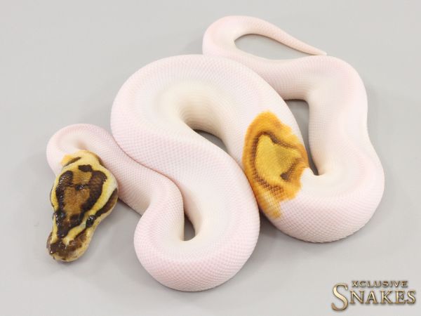 0.1 Enchi Special Piebald 2023