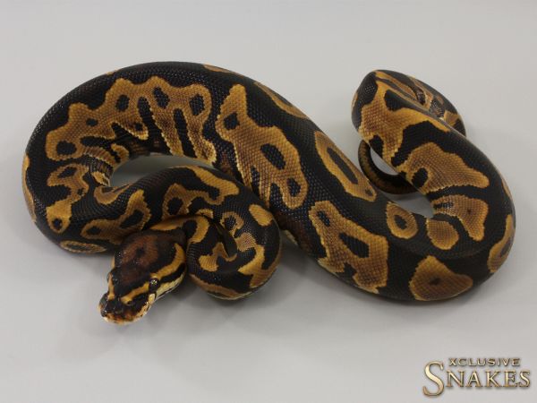 0.1 Leopard double het Sunset Clown 2023